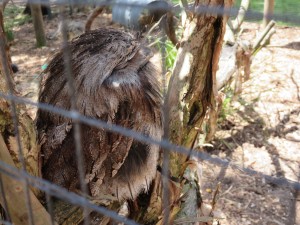 Not an owl, but a tawny frogmouth.