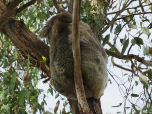 Koala butt