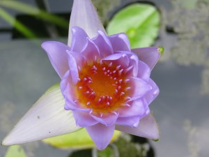 Pond lily in purple.